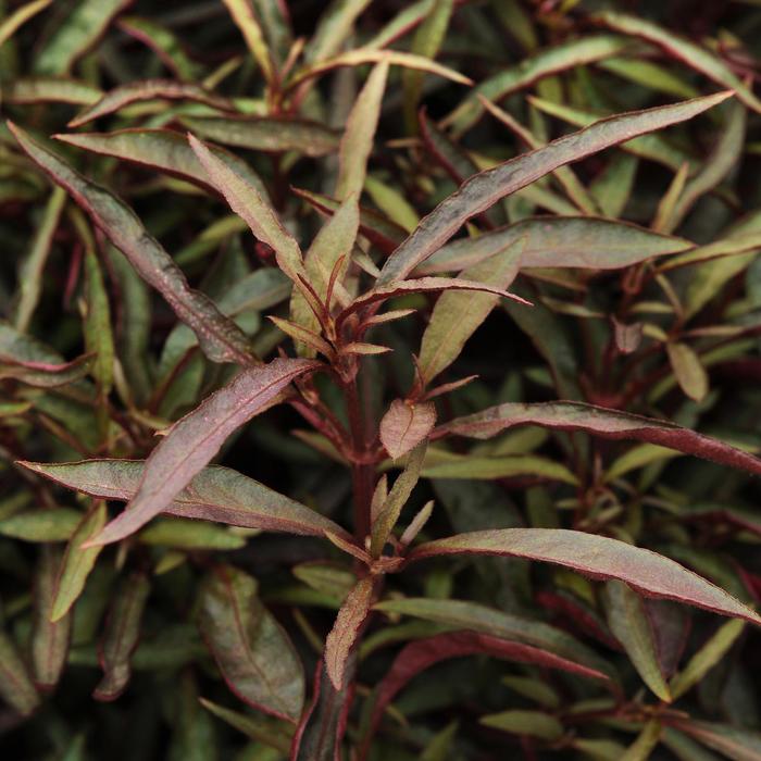 'Red Threads' Joseph's Coat - Alternanthera from Hand Cart Garden Center