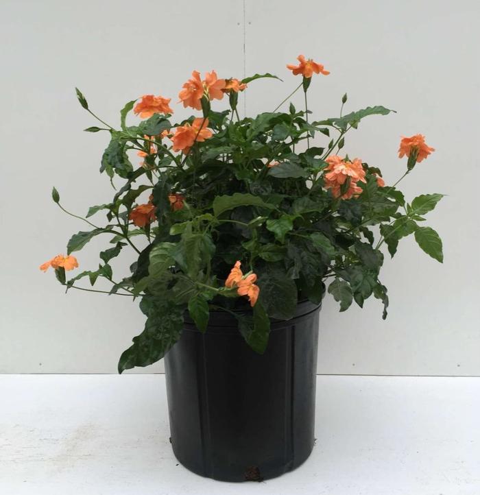 'Orange Marmalade' Crossandra - Crossandra infundibuliformis from Hand Cart Garden Center