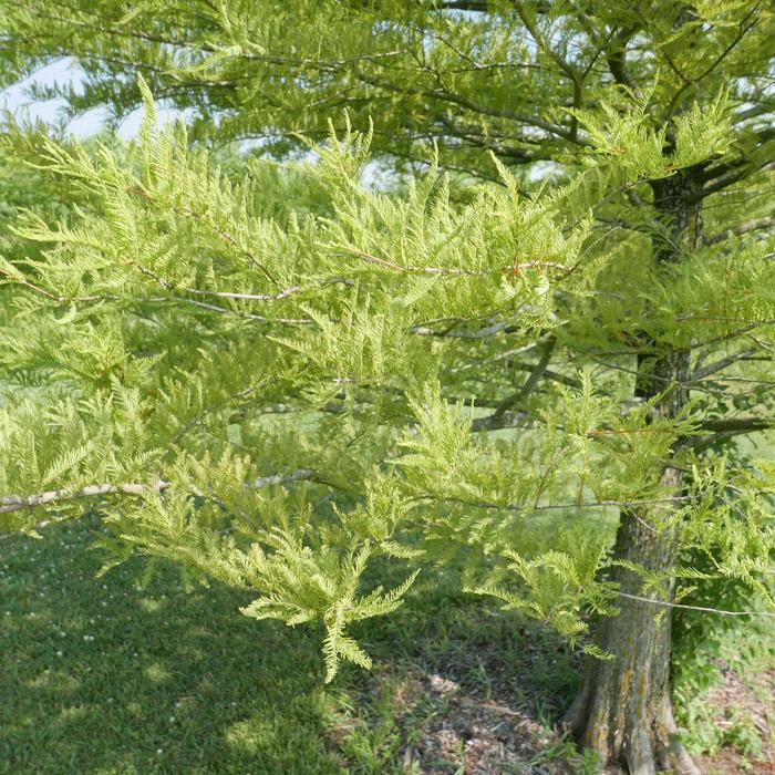 Bald Cypress - Taxodium distichum from Hand Cart Garden Center