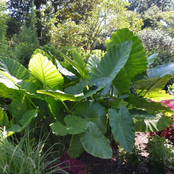 Elephant Ear - Alocasia x calidora from Hand Cart Garden Center