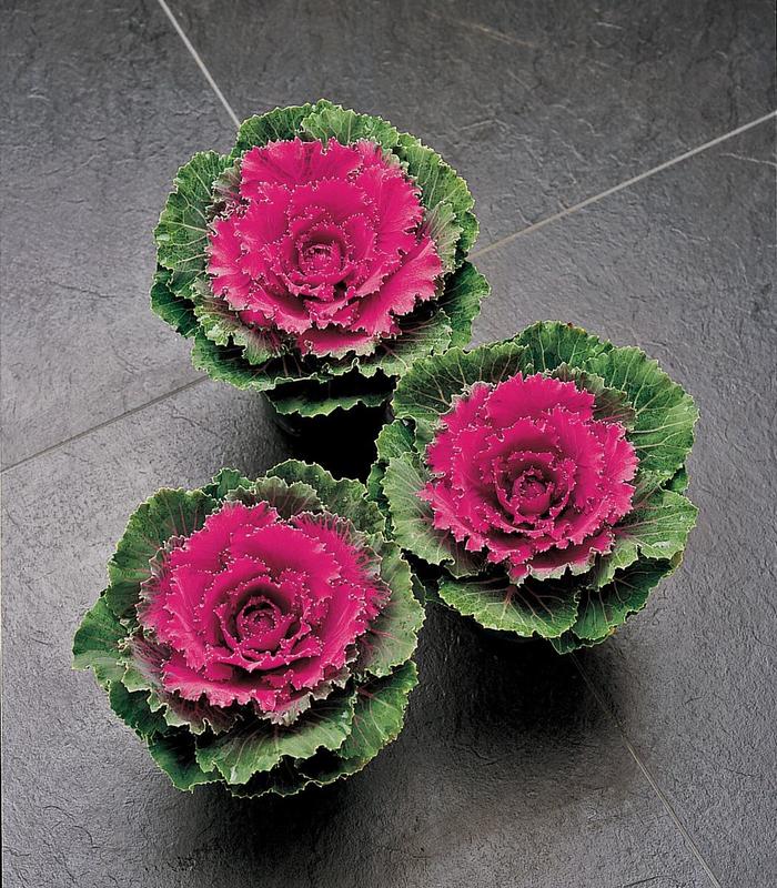 'Song Bird Red' Ornamental Kale - Brassica oleracea from Hand Cart Garden Center