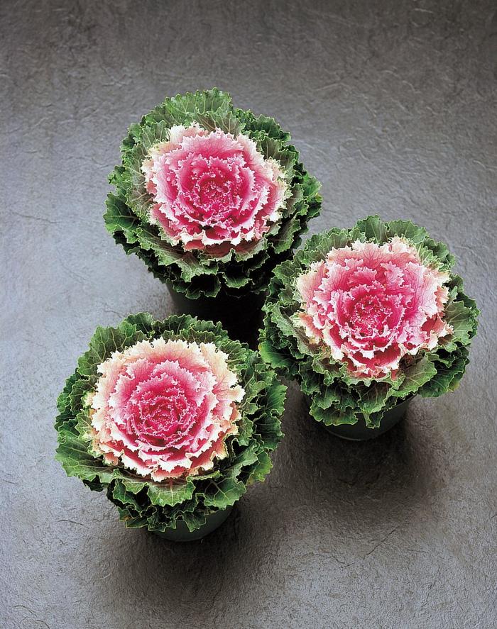 'Song Bird Pink' Ornamental Kale - Brassica oleracea from Hand Cart Garden Center