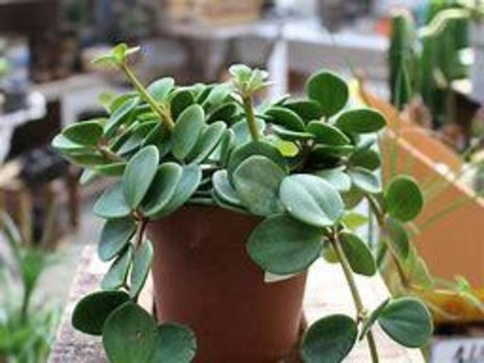 'Hope' Trailing Jade - Peperomia rotundifolia from Hand Cart Garden Center