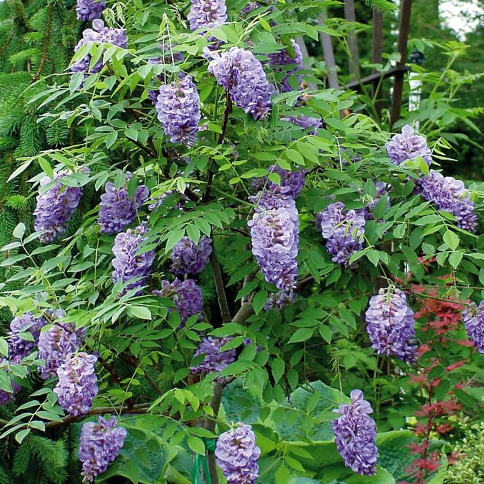 ''Amethyst Falls'' American Wisteria - Wisteria frutescens from Hand Cart Garden Center