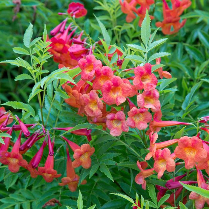 Bells of Fire™ - Tecoma stans from Hand Cart Garden Center