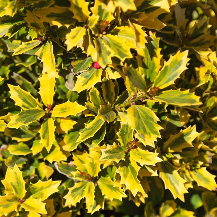 'Golden Oakland®' Holly - Ilex from Hand Cart Garden Center