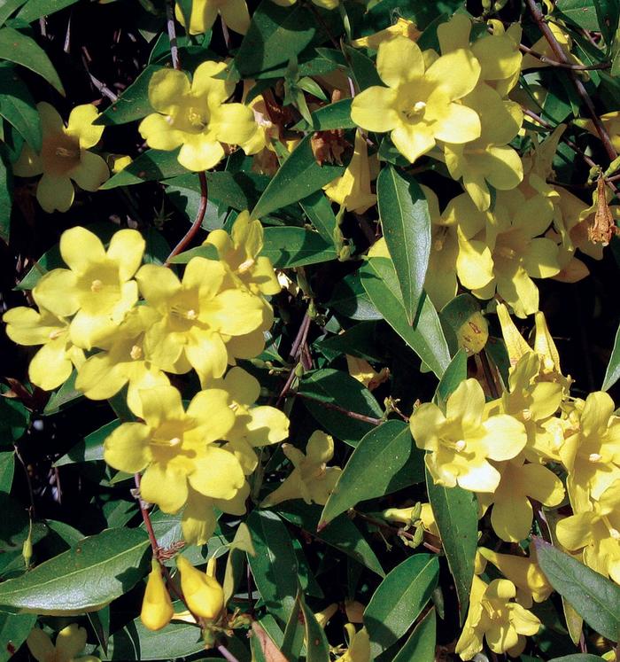 Carolina Jasmine - Gelsemium sempervirens from Hand Cart Garden Center