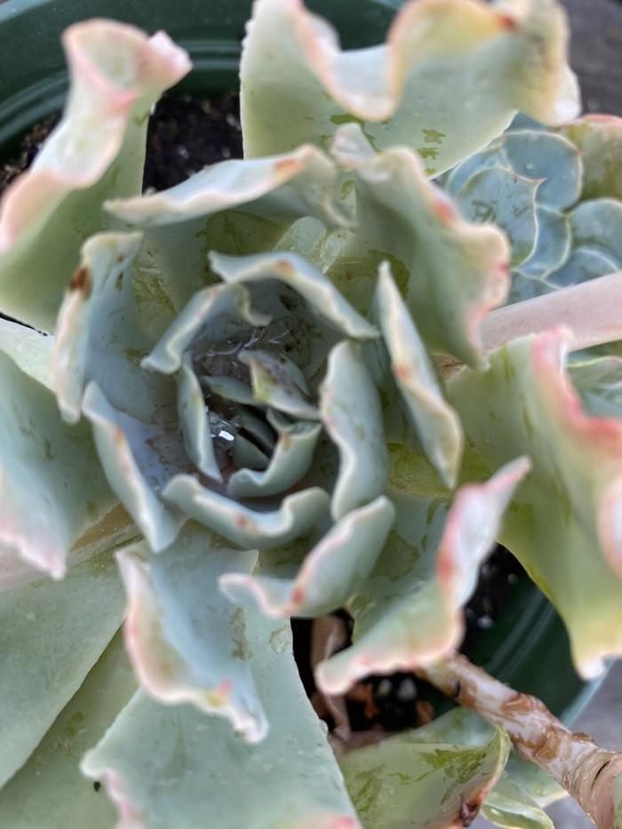 Mexican Hens - Echeveria shaviana from Hand Cart Garden Center