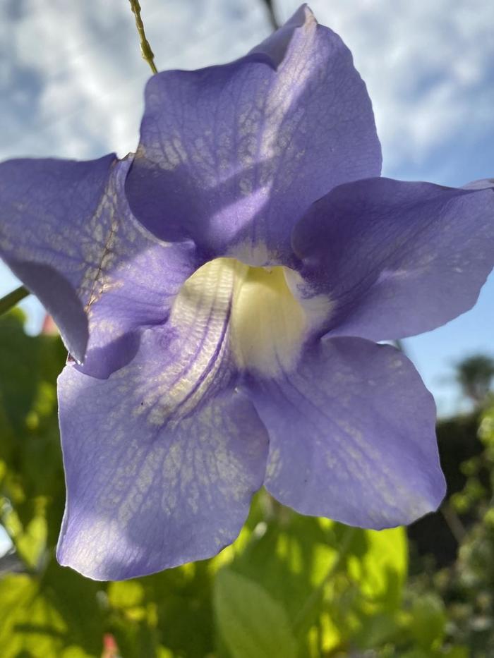 Thunbergia Blue Sky - Thunbergia grandiflora from Hand Cart Garden Center