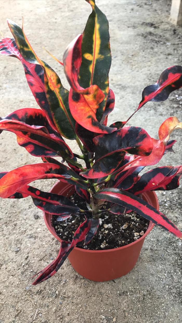 'Mammy' Croton - Codiaeum variegatum from Hand Cart Garden Center