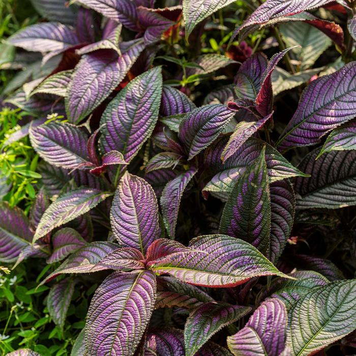 Persian Shield - Strobilanthes dyerianus from Hand Cart Garden Center