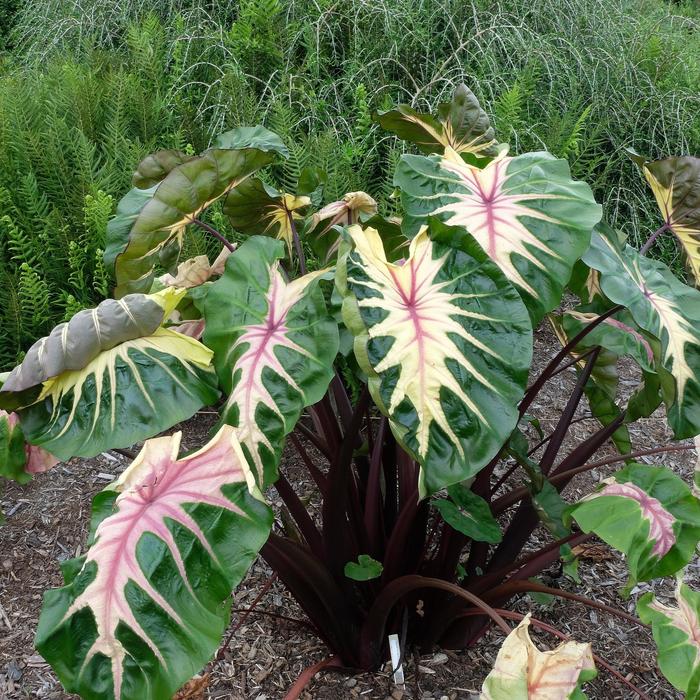 Royal Hawaiian® 'Waikiki' - Colocasia esculenta (Elephant's Ear) from Hand Cart Garden Center