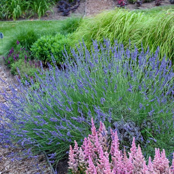 'Phenomenal' Lavender - Lavandula x intermedia from Hand Cart Garden Center