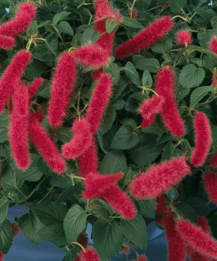 Dwarf Chenille - Acalypha pendula from Hand Cart Garden Center