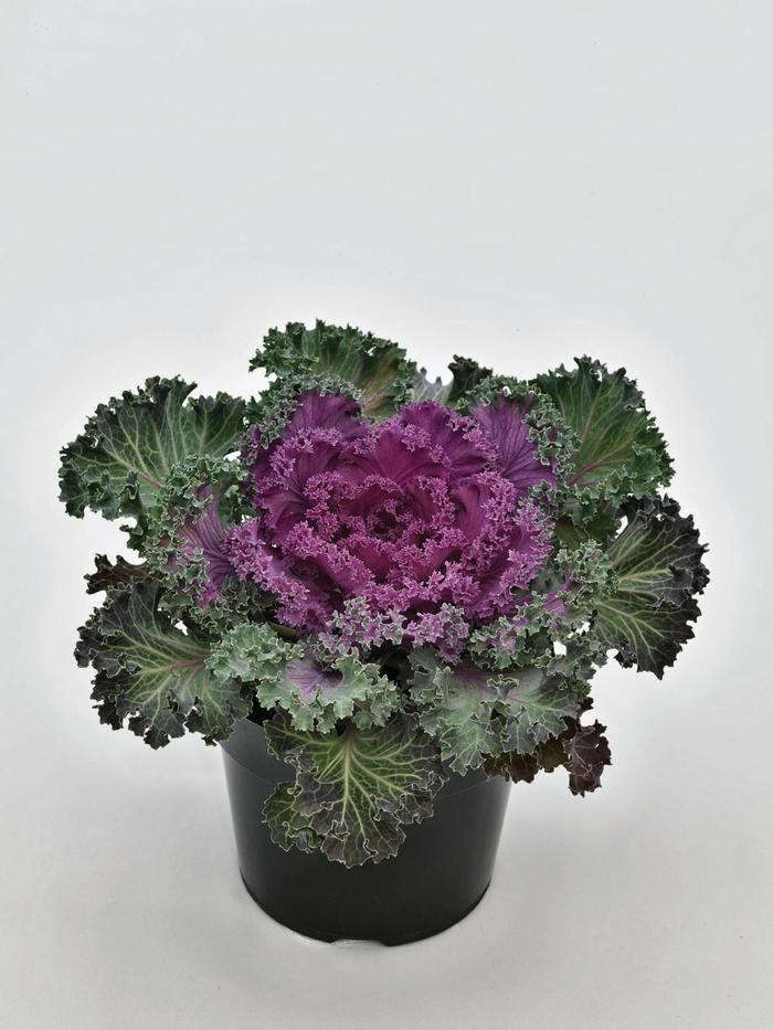 'Nagoya Red' Kale - Brassica oleracea from Hand Cart Garden Center