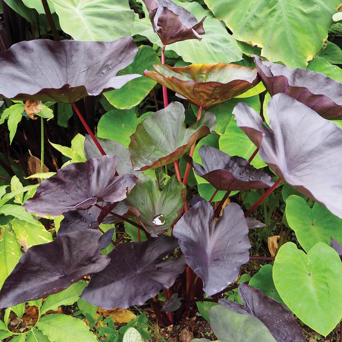 'Tea Party' Elephant Ear - Colocasia esculenta from Hand Cart Garden Center