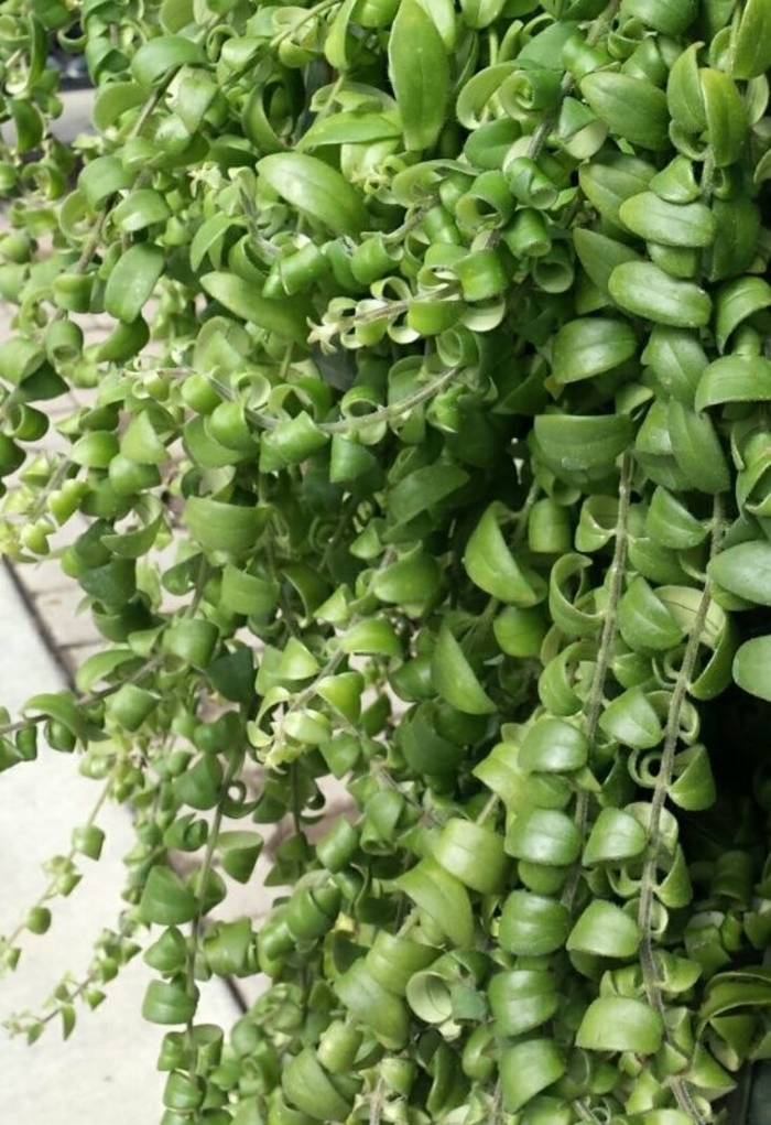 Red Lipstick Plant - Aeschynanthus radicans from Hand Cart Garden Center