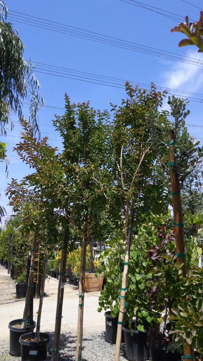 Crape Myrtle 'Sioux' - Lagerstroemia from Hand Cart Garden Center