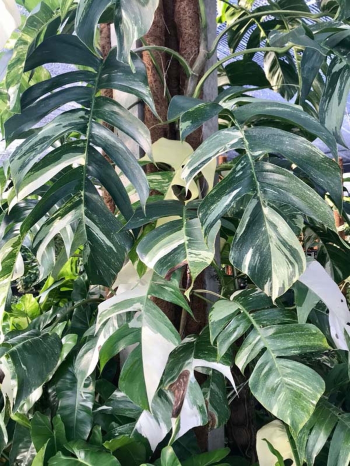 'Albo' Pothos - Epipremnum pinnatum from Hand Cart Garden Center