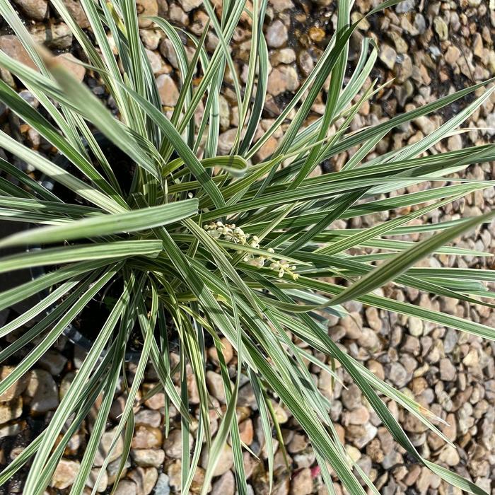 Aztec Grass Liriope - Liriope muscari from Hand Cart Garden Center