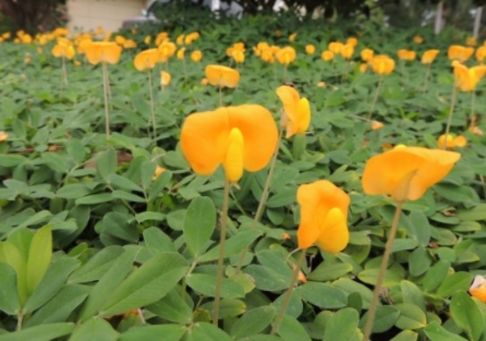 Perennial Peanut - Arachis glabrata from Hand Cart Garden Center