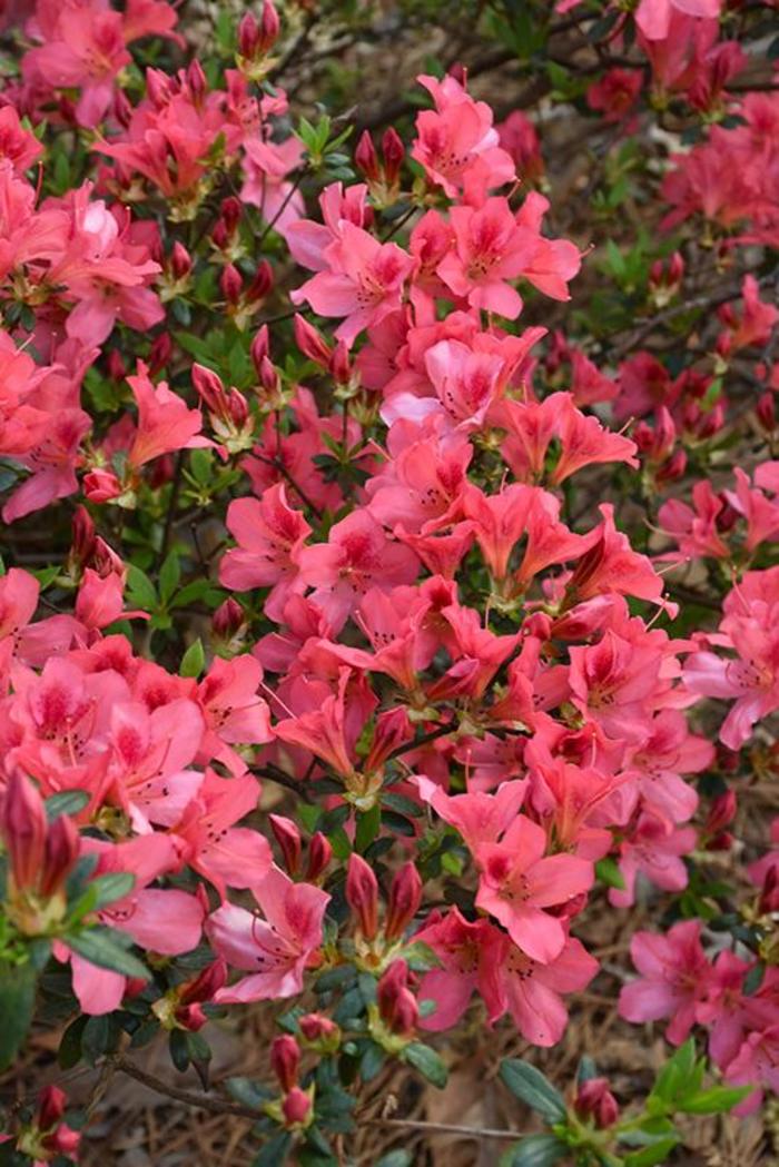 'Duc De Rohan' Azalea - Rhododendron Southern Indica from Hand Cart Garden Center