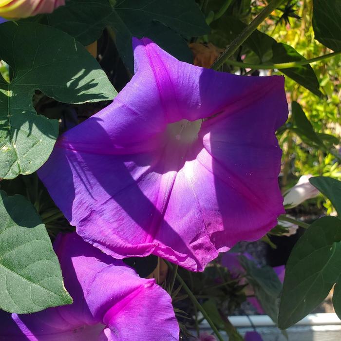 Sweet Potato Vine - Ipomoea batatas from Hand Cart Garden Center