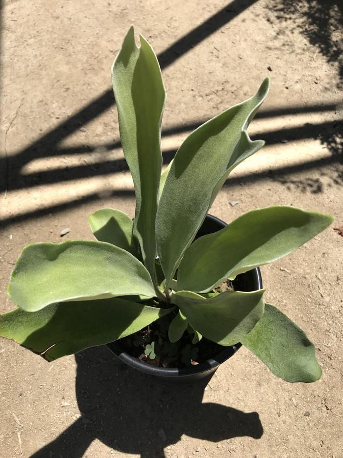 Staghorn Fern - Platycerium bifurcatum from Hand Cart Garden Center