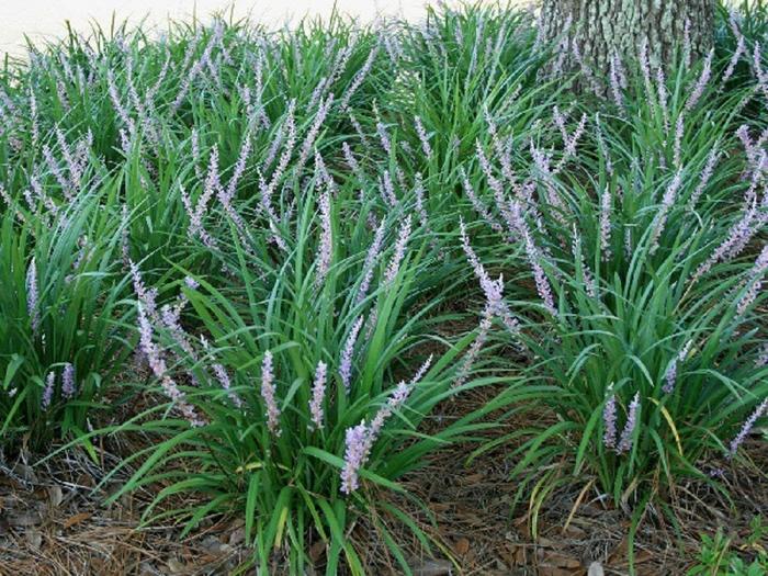 Emerald Goddess Liriope - Liriope muscari from Hand Cart Garden Center