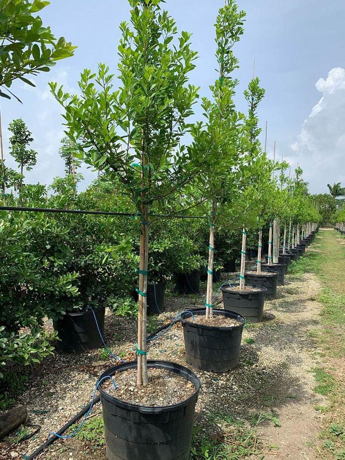 Dahoon Holly - Ilex cassine from Hand Cart Garden Center