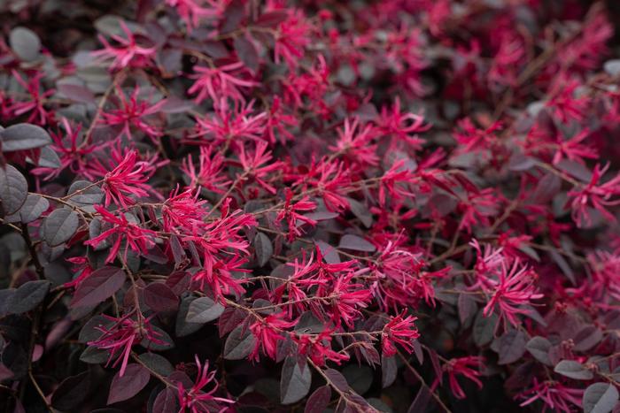 'Cerise Charm' Loropetalum - Loropetalum chinense from Hand Cart Garden Center