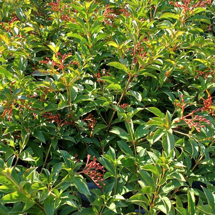 Dwarf Firebush - Hamelia patens from Hand Cart Garden Center