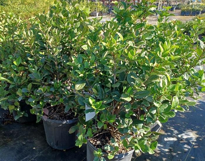 Viburnum Suspensum - Sandanqwa Viburnum suspensum from Hand Cart Garden Center