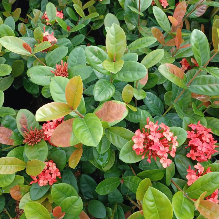 Ixora 'Maui' - Ixora maui from Hand Cart Garden Center