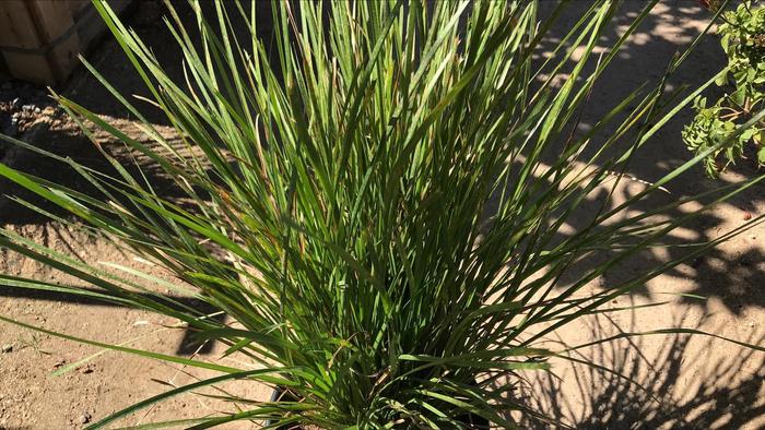 Lomandra Lime Tuff - Lomandra confertifolia ssp. rubiginosa from Hand Cart Garden Center