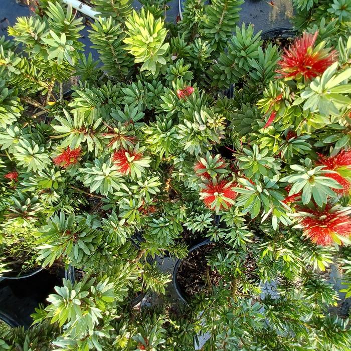 Little John Dwarf Bottlebrush - Callistemon citrinus from Hand Cart Garden Center