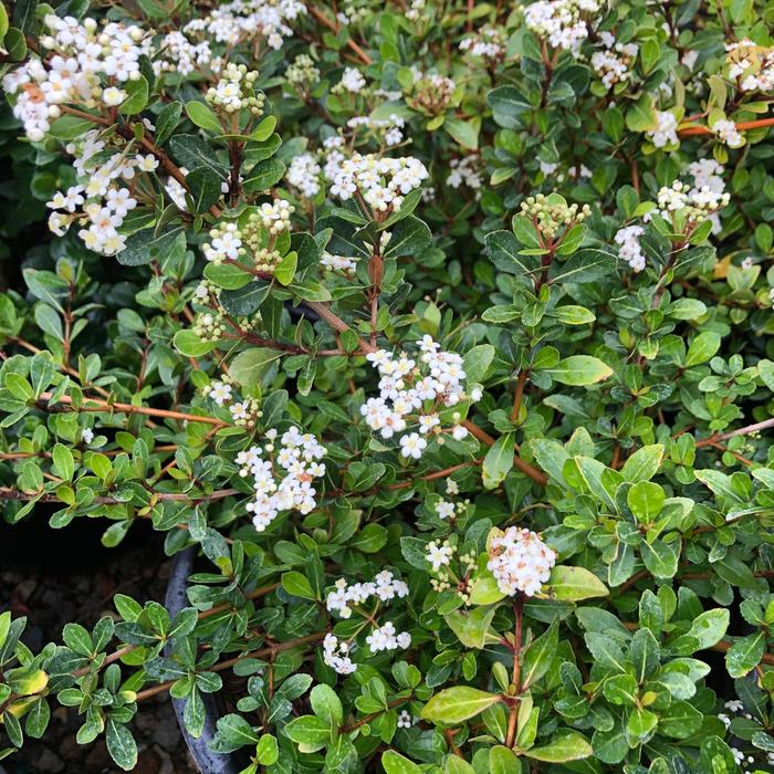 Viburnum obovatum | 'Densa' Dwarf Walter's Viburnum | Hand Cart Garden ...