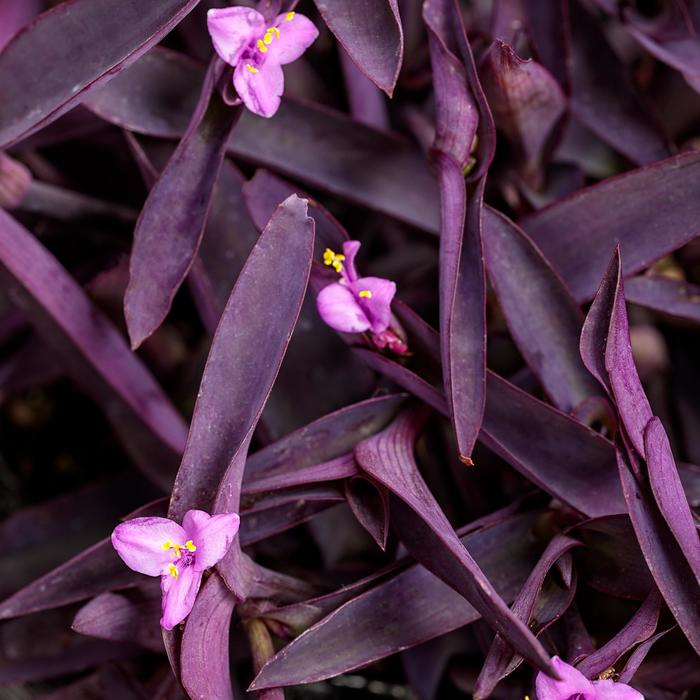 'Purple Queen' Spiderwort - Tradescantia pallida from Hand Cart Garden Center