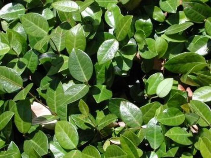 Asiatic Jasmine Minima - Trachelospermum asiaticum from Hand Cart Garden Center