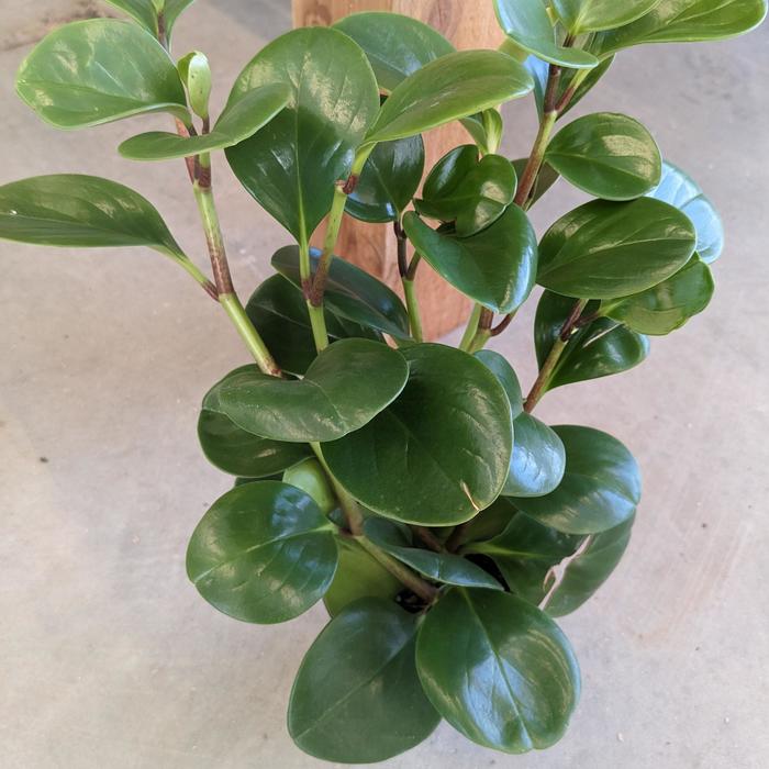 Baby Rubber Plant - Peperomia obtusifolia from Hand Cart Garden Center