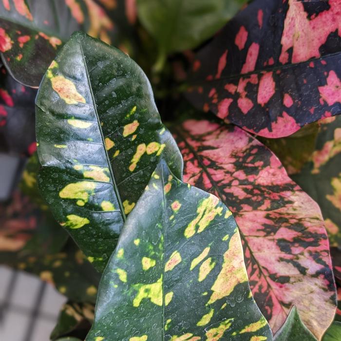 'Magnificent' Croton - Codiaeum variegatum from Hand Cart Garden Center