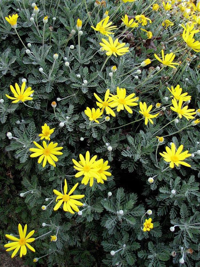 Golden Shrub Daisy - Euryops pectinatus from Hand Cart Garden Center