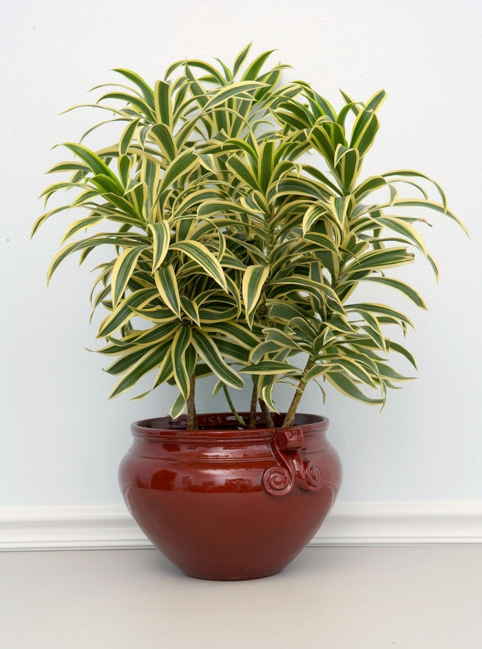 Song of India Dracaena - Dracaena reflexa from Hand Cart Garden Center