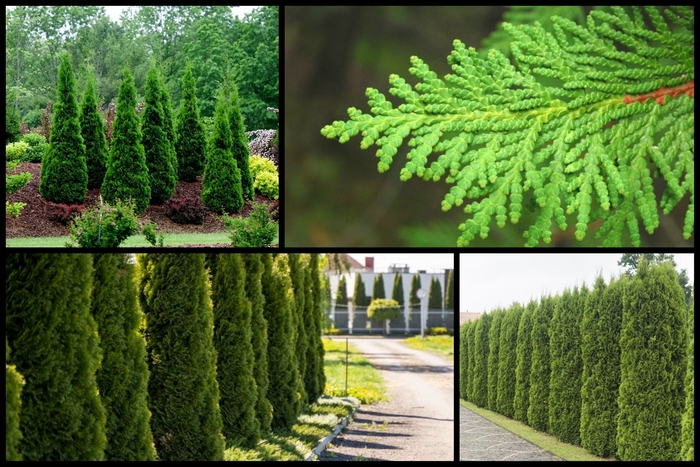 Arborvitae - Thuja from Hand Cart Garden Center