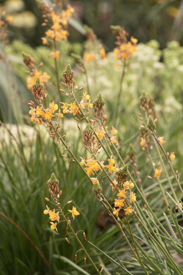 Bulbine - Bulbine frutescens from Hand Cart Garden Center