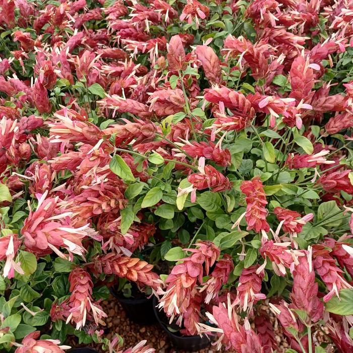 Shrimp Plant - Justicia brandegeana from Hand Cart Garden Center