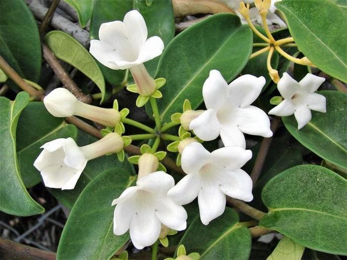 Stephanotis Vine - Stephanotis floribunda from Hand Cart Garden Center