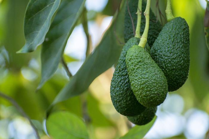 'Hass' Avocado - Persea americana from Hand Cart Garden Center