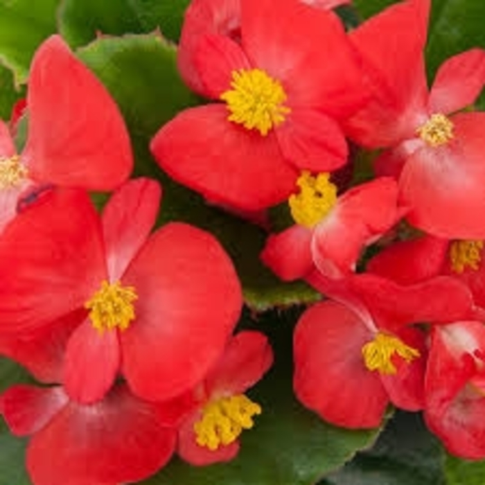 Viking™ 'Explorer Red on Green' - Begonia from Hand Cart Garden Center