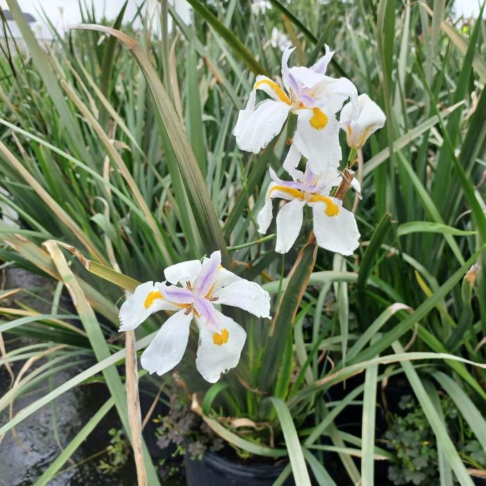 African Iris - Dietes iridioides from Hand Cart Garden Center